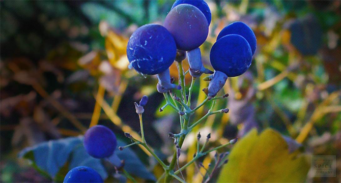 Blue cohosh image