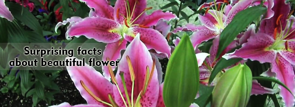 Surprising Facts about Beautiful Flowers for Flower-Lovers