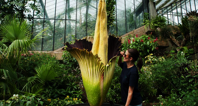 Titan Arum image