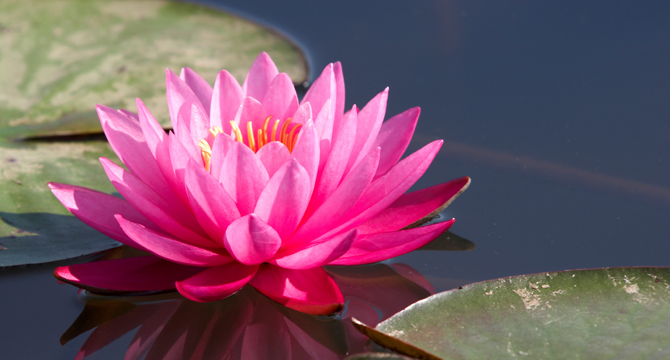 lotus image