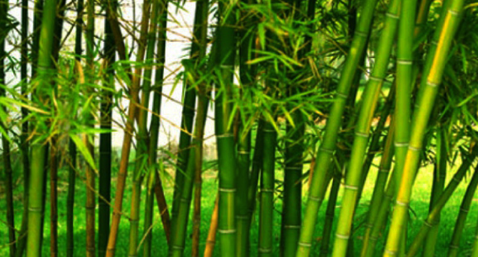 Bamboo Image