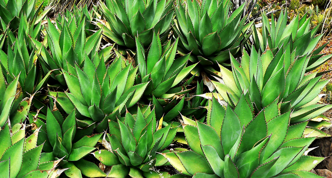 agave image