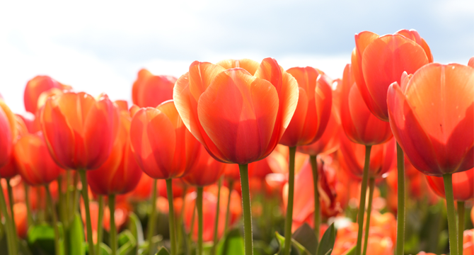 Tulips image